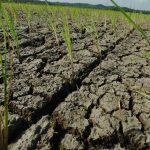 Kekeringan, Ratusan Hektare Tanaman Padi di Bulukumba Terancam Puso