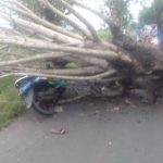 Pohon Tumbang di Bontomacinna Makan Korban