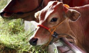 Pencurian Ternak Marak di Desa Karama Bulukumba