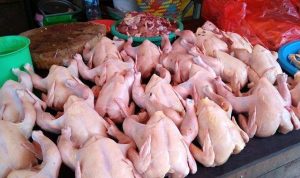 harga ayam potong belum kembali ke harga normal