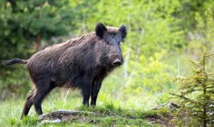 ilustrasi babi hutan warga 210323230514 160