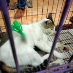 Aksi Pembusuran Kembali Marak di Bulukumba, Kucing Pun Jadi Sasaran 