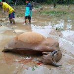 57 Ekor Sapi Warga di Bulukumba Mati Terseret Arus Sungai 
