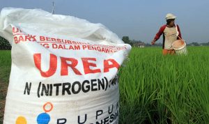 Bulukumba Dapat Tambahan 300 Ton Pupuk Bersubsidi  dari Hasil Intervensi 