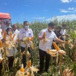 Wabup Bulukumba Panen Jagung Raya di Desa Bontomasila
