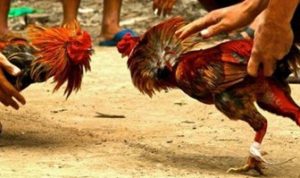 Polisi Tangkap Empat Orang Pelaku Judi Sabung Ayam di Rilau Ale Bulukumba 