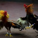 Diduga Bocor, Penggerebekan Judi Sabung Ayam di Tamaona Kindang Nihil Tangkapan
