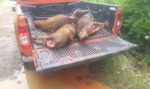 Gandeng Kodim dan Polres , Andi Utta Bertekad Musnahkan Hama Babi di Bulukumba 