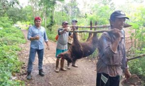 96 Ekor Babi Hutan Berhasil Ditangkap di Bontotiro Bulukumba 