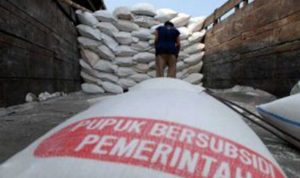 Diduga ada Mafia Pupuk Bersubsidi di Bulukumba, Petani Menjerit