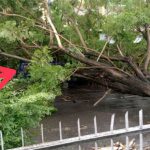 Pohon Tumbang di Bulukumba, Satu Mobil Pete-pete Tertimpa Pohon 