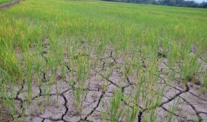Debit Air Kurang, Puluhan Hektar Sawah di Bontonyeleng Terancam Gagal Panen 