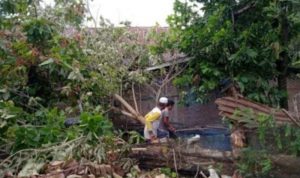 Angin Kencang Melanda Bulukumba, Pohon Tumbang Timpa Rumah Warga Bontonyeleng
