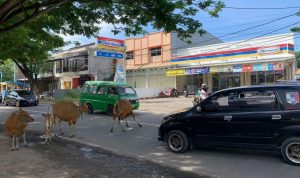 Satpol PP Dinilai Tak Mampu Tertibkan Ternak Liar di Kota Bulukumba 