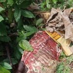 Curi Ternak, Maling Sapi di Desa Palambarae Bulukumba Sisakan Kulit dan Tulang Rusuk