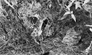 Miris, Sapi Curian Dikuliti di Belakang Kantor Polres Bulukumba 