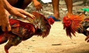 Gerebek Sabung Ayam di Ujung Loe Bulukumba, Polisi Hanya Amankan Satu Orang Pelaku