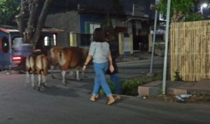 Ternak Liar  Sudah Berkeliaran Disejumlah Kantor OPD di Bulukumba