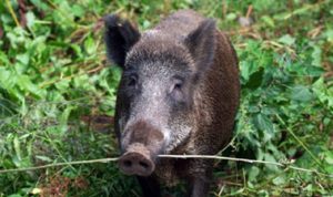Korban Tewas Berjatuhan Tersengat Listrik Jerat Babi di Bulukumba 