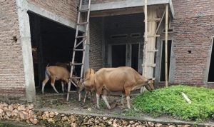 Sapi Masih Berkeliaran di Bulukumba Kota Pemburu Adipura 