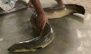 Masuk Musim Hujan, Warga Bontonyeleng Berburu Ikan ‘ ‘ Massapi’ di Sungai