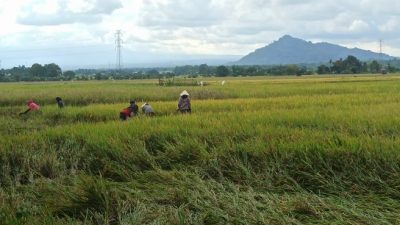 Harga Gabah Naik, Petani di Bulukumba Sumringah