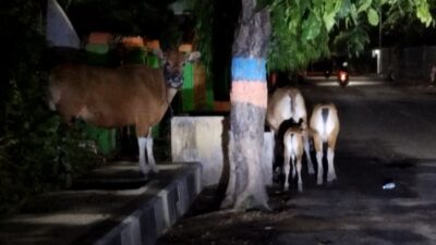 Sapi Liar Berkeliaran Tak Jauh Dari Kantor Satpol PP Bulukumba , Warga Sebut Seperti Hantu