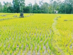 Ratusan Hektare Sawah di Desa Bukit Harapan Terancam Puso