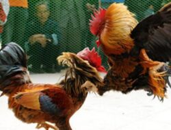 Diduga Dibekingi Oknum Polisi, Judi Sabung Ayam di Gantarang Marak 