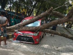 Pohon Tumbang Timpa Mobil di Terminal Induk Bulukumba 