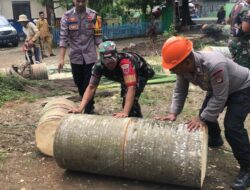 Brimob Bone dan Koramil Barebbo Kompak Satu Hati Tumbangkan Pohon di Kantor Camat Barebbo