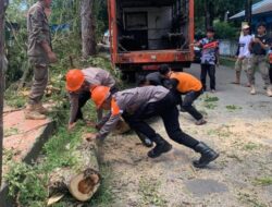 Tak Kenal Libur, SAR Brimob Bone Gerak Cepat Evakuasi Pohon Tumbang Bahayakan Pengguna Jalan