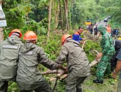 Tutup Akses Jalan, Tim SAR Brimob Bone Evakuasi Pohon Tumbang Di Desa Usa