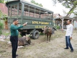 Sapi Liar Semakin Banyak Berkeliaran Dalam Kota Bulukumba, Kasatpol : Tidak Ada Negosiasi
