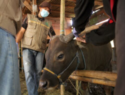 Hewan Kurban Disembelih, Sang Pemilik Ikut Meninggal Dunia