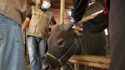 ilustrasi dalam beribadah kurban seorang muslim diperintahkan untuk ikhlas 210717194845 253
