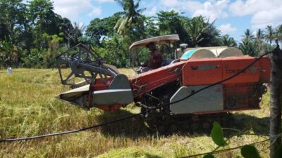 Harga Gabah Mahal di Bulukumba , Petani Senang