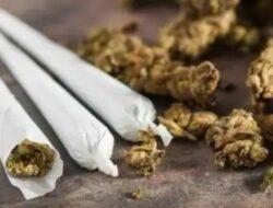 Ditangkap Kantongi Tembako Gorila , Oknum Seklur di Bulukumba Hanya Direhabilitasi