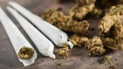 Ilustrasi Tembakau Gorila