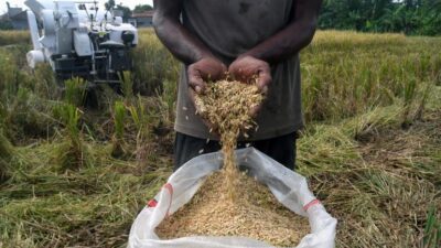 Pecah Rekor, Harga Gabah di Bulukumba Tembus Rp 7200 Perkilo