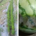 Petani Semangka di Bulukumba Terancam Gagal Panen