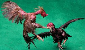 Perkelahian terjadi di arena judi sabung Ayam, 1 Tewas dan 2 Kritis