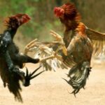 Hukum Sabung Ayam Menurut Islam dan Dalilnya