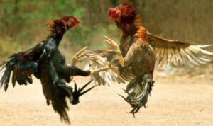 IMG 20221211 220426 780x470 1