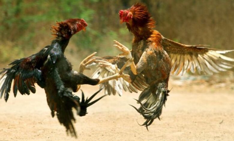 IMG 20221211 220426 780x470 1