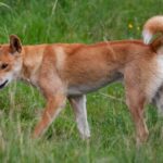 Kisah seekor anjing dan pelacur yang masuk Surga