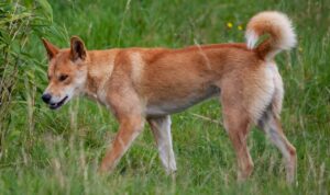 fraser island dingo 4423593 1280