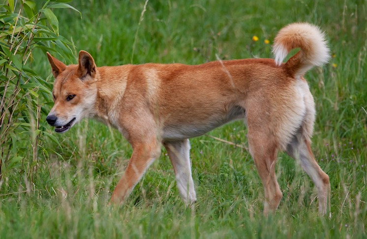 fraser island dingo 4423593 1280