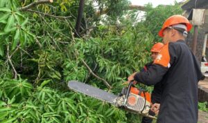 Respon Cepat SAR Brimob Bone Evakuasi Pohon Tumbang Di Jalan Poros Bajoe