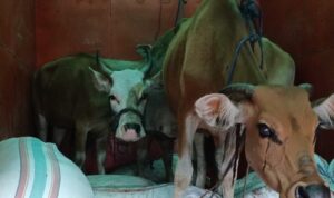 Polisi ringkus 3 terduga pelaku curnak di Kecamatan Gantarang